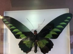 -上海昆虫博物馆