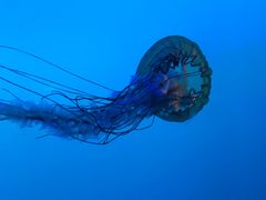 -太平洋海底世界