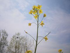 -武汉紫薇都市田园