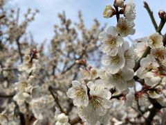 -新虹桥中心花园