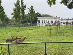 -合肥野生动物园
