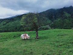 -硗碛藏寨·神木垒景区