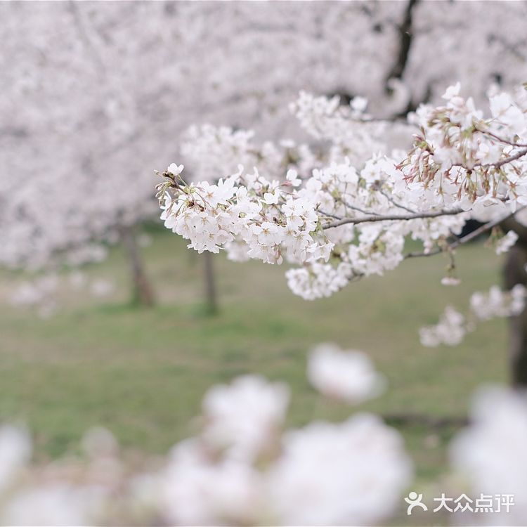 苏城浪漫樱花实录🌸