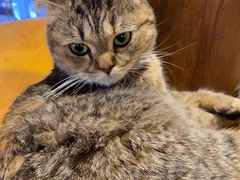 -猫小院猫主题餐厅(南锣旗舰店)