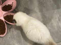 -楼上猫咖(罗湖店)