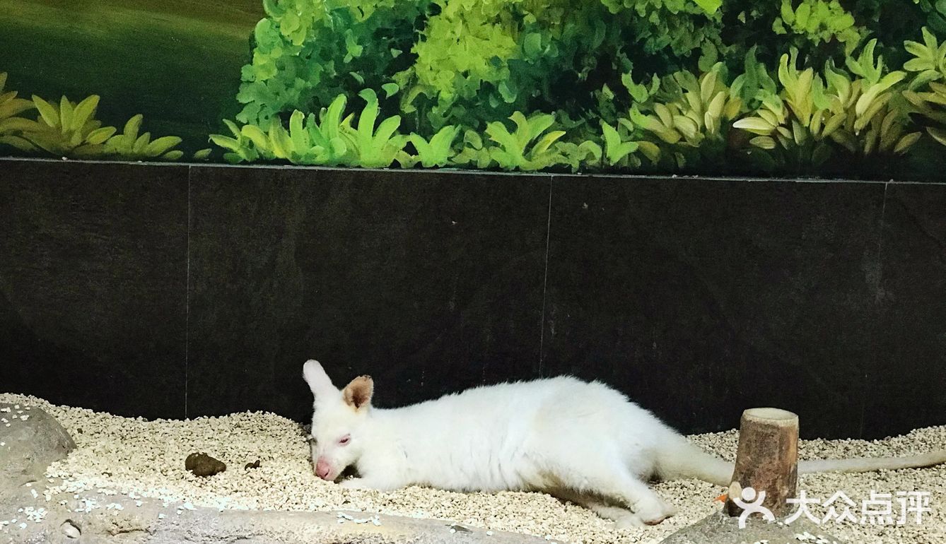 只有企鹅和水母和几个小鱼 海星不能手摸