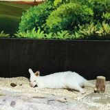 只有企鹅和水母和几个小鱼 海星不能手摸