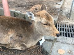 -奈良公园