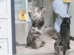 -十年猫舍·猫咪专门店(普陀店)