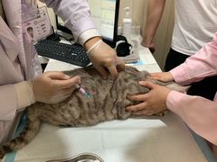 -宠爱国际动物医院·疑难骨科·心肾内科·皮肤科(太阳宫店)