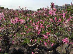 -南汇水蜜桃采摘(大团店)