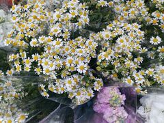 -循礼门鲜花花市(武汉循礼门店)