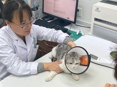 -心仪动物医院·牙专科·肿瘤·心脏科(西客站院)