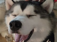 -Husky Go! 哈士奇体验馆·宠物咖啡厅狗咖