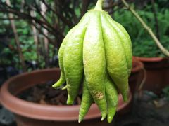 -金科花卉市场
