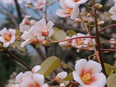 -舒家湾天主教堂