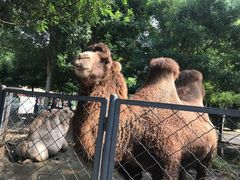 -长白岛森林公园