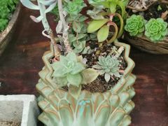 -北马山庄植趣咖啡