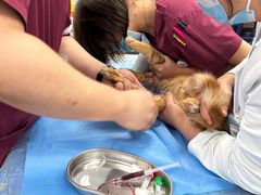 -纳吉亚猫专科动物诊疗中心(蒋宅口分院)