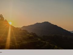 -阿巧茶庄