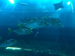 -迪拜水族馆及水下动物园