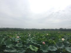 -荷塘月色湿地公园·向阳花洲