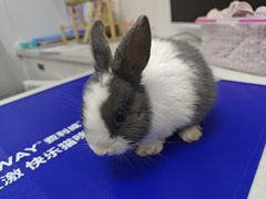 -博特宠物医院24h犬猫全科.骨科·异宠