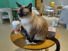 -藏猫猫咖啡主题馆(中央大道店)