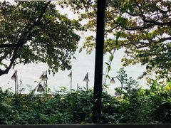 景观位-卷心菜和避孕套餐厅(Pattaya)
