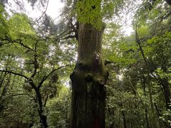 -天目山大树王景区
