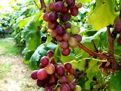 -中国电信(庄子沟营业厅)