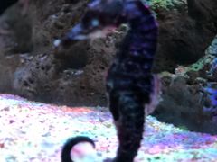 -暹罗海洋世界