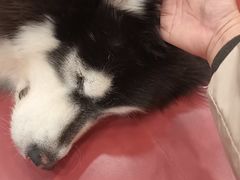 -和它·交个朋友·狗咖猫咖(爱琴海店)