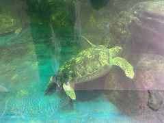 -广东惠东海龟国家级自然保护区