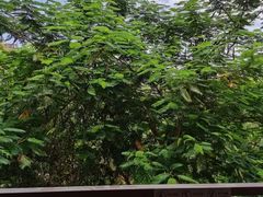 -西双版纳融创皇冠假日度假酒店