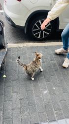 -复旦大学附属妇产科医院(黄浦院区)