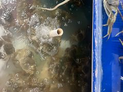 -阳澄湖大闸蟹·琼灵阁牌品牌连锁(吴中总店)