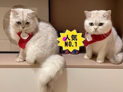 -爱侣宠医·鹦鹉专科·小型哺乳类·异宠专科(灵石路店)