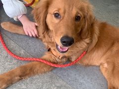 -安安宠医·安宠宠物医院