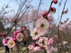 -无锡梅园公园