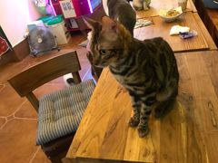 -李小姐の猫咖啡馆(五角场店)