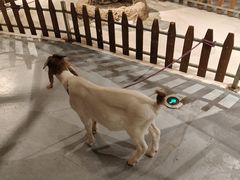 -天津zoonly动物主题公园