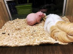 -藦茜花园宠物主题亲子互动体验馆(国顺东路店)