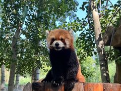 -北京野生动物园