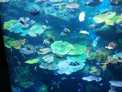 -暹罗海洋世界