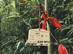 -都江堰中华大熊猫苑