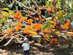 -中国科学院西双版纳热带植物园