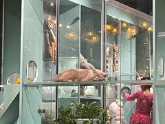 -猫小院猫主题餐厅(三里屯店)