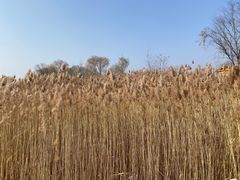 -野鸭湖国家湿地公园