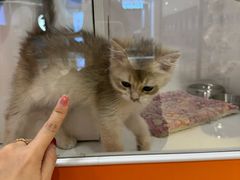 -三花喵·撸猫购宠·宠物生活馆(虹桥南丰城店)
